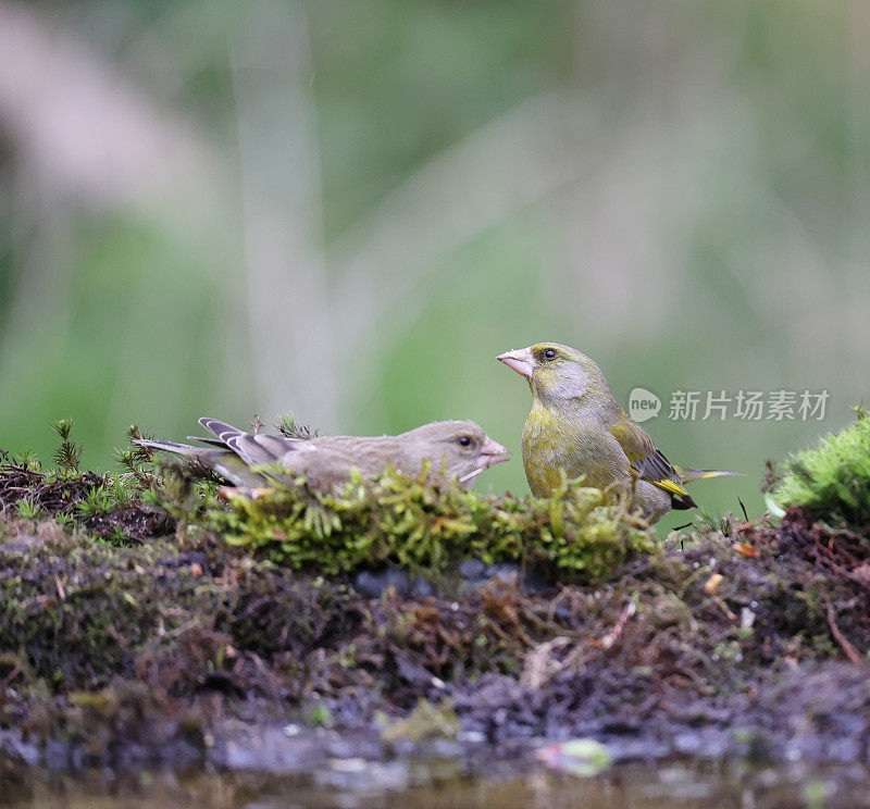 欧洲绿翅雀(Chloris Chloris)两只鸟在吃